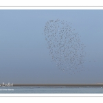 Nuage de bécasseaux en vol (Probable : Bécasseau variable, Calidris alpina - Dunlin) en réserve naturelle de la  baie de Somme