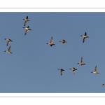 Vol de canards Pilets (Anas acuta - Northern Pintail) dans la réserve naturelle de la Baie de Somme