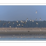 Vol de Tadornes de Belon (Tadorna tadorna - Common Shelduck) dans la réserve naturelle de la Baie de Somme