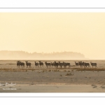 Mouflons (Mouflon corse, Ovis orientalis musimon) ayant trouvé refuge dans la réserve naturelle en baie de Somme un jour de chasse