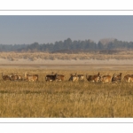 Mouflons (Mouflon corse, Ovis orientalis musimon) ayant trouvé refuge dans la réserve naturelle en baie de Somme un jour de chasse