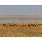 Mouflons (Mouflon corse, Ovis orientalis musimon) ayant trouvé refuge dans la réserve naturelle en baie de Somme un jour de chasse