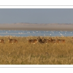 Mouflons (Mouflon corse, Ovis orientalis musimon) ayant trouvé refuge dans la réserve naturelle en baie de Somme un jour de chasse