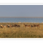 Mouflons (Mouflon corse, Ovis orientalis musimon) ayant trouvé refuge dans la réserve naturelle en baie de Somme un jour de chasse