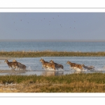 Mouflons (Mouflon corse, Ovis orientalis musimon) ayant trouvé refuge dans la réserve naturelle en baie de Somme un jour de chasse