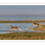 Mouflons (Mouflon corse, Ovis orientalis musimon) ayant trouvé refuge dans la réserve naturelle en baie de Somme un jour de chasse