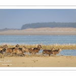 Mouflons (Mouflon corse, Ovis orientalis musimon) ayant trouvé refuge dans la réserve naturelle en baie de Somme un jour de chasse