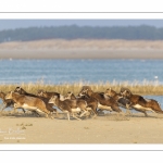 Mouflons (Mouflon corse, Ovis orientalis musimon) ayant trouvé refuge dans la réserve naturelle en baie de Somme un jour de chasse