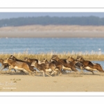 Mouflons (Mouflon corse, Ovis orientalis musimon) ayant trouvé refuge dans la réserve naturelle en baie de Somme un jour de chasse