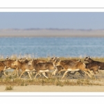 Mouflons (Mouflon corse, Ovis orientalis musimon) ayant trouvé refuge dans la réserve naturelle en baie de Somme un jour de chasse