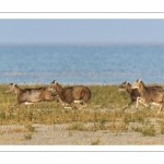 Mouflons (Mouflon corse, Ovis orientalis musimon) ayant trouvé refuge dans la réserve naturelle en baie de Somme un jour de chasse