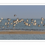 Envol d'huitriers-pies (Haematopus ostralegus, Eurasian Oystercatcher) dans la réserve naturelle de la baie de Somme