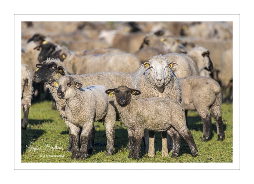 France, Somme (80), Baie de Somme, Le Crotoy, moutons de prés-salés en baie de Somme au printemps; à cette époque de l'année, les moutons ont encore leur laine et les agneaux sont encore de petite taille; quelques chèvres accompagnent le troupeau pour le guider dans les mollières // France, Somme (80), Bay of the Somme, Le Crotoy, salt-meadow sheep in the Bay of Somme in spring; at this time of year, sheep still have their wool and lambs are still small; a few goats accompany the flock to guide him in the meadows