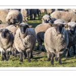 France, Somme (80), Baie de Somme, Le Crotoy, moutons de prés-salés en baie de Somme au printemps; à cette époque de l'année, les moutons ont encore leur laine et les agneaux sont encore de petite taille; quelques chèvres accompagnent le troupeau pour le guider dans les mollières // France, Somme (80), Bay of the Somme, Le Crotoy, salt-meadow sheep in the Bay of Somme in spring; at this time of year, sheep still have their wool and lambs are still small; a few goats accompany the flock to guide him in the meadows