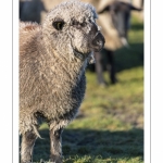 France, Somme (80), Baie de Somme, Le Crotoy, moutons de prés-salés en baie de Somme au printemps; à cette époque de l'année, les moutons ont encore leur laine et les agneaux sont encore de petite taille; quelques chèvres accompagnent le troupeau pour le guider dans les mollières // France, Somme (80), Bay of the Somme, Le Crotoy, salt-meadow sheep in the Bay of Somme in spring; at this time of year, sheep still have their wool and lambs are still small; a few goats accompany the flock to guide him in the meadows