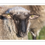 France, Somme (80), Baie de Somme, Le Crotoy, moutons de prés-salés en baie de Somme au printemps; à cette époque de l'année, les moutons ont encore leur laine et les agneaux sont encore de petite taille; quelques chèvres accompagnent le troupeau pour le guider dans les mollières // France, Somme (80), Bay of the Somme, Le Crotoy, salt-meadow sheep in the Bay of Somme in spring; at this time of year, sheep still have their wool and lambs are still small; a few goats accompany the flock to guide him in the meadows