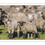 France, Somme (80), Baie de Somme, Le Crotoy, moutons de prés-salés en baie de Somme au printemps; à cette époque de l'année, les moutons ont encore leur laine et les agneaux sont encore de petite taille; quelques chèvres accompagnent le troupeau pour le guider dans les mollières // France, Somme (80), Bay of the Somme, Le Crotoy, salt-meadow sheep in the Bay of Somme in spring; at this time of year, sheep still have their wool and lambs are still small; a few goats accompany the flock to guide him in the meadows