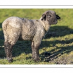 France, Somme (80), Baie de Somme, Le Crotoy, moutons de prés-salés en baie de Somme au printemps; à cette époque de l'année, les moutons ont encore leur laine et les agneaux sont encore de petite taille; quelques chèvres accompagnent le troupeau pour le guider dans les mollières // France, Somme (80), Bay of the Somme, Le Crotoy, salt-meadow sheep in the Bay of Somme in spring; at this time of year, sheep still have their wool and lambs are still small; a few goats accompany the flock to guide him in the meadows