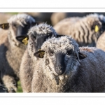 France, Somme (80), Baie de Somme, Le Crotoy, moutons de prés-salés en baie de Somme au printemps; à cette époque de l'année, les moutons ont encore leur laine et les agneaux sont encore de petite taille; quelques chèvres accompagnent le troupeau pour le guider dans les mollières // France, Somme (80), Bay of the Somme, Le Crotoy, salt-meadow sheep in the Bay of Somme in spring; at this time of year, sheep still have their wool and lambs are still small; a few goats accompany the flock to guide him in the meadows