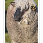 France, Somme (80), Baie de Somme, Le Crotoy, moutons de prés-salés en baie de Somme au printemps; à cette époque de l'année, les moutons ont encore leur laine et les agneaux sont encore de petite taille; quelques chèvres accompagnent le troupeau pour le guider dans les mollières // France, Somme (80), Bay of the Somme, Le Crotoy, salt-meadow sheep in the Bay of Somme in spring; at this time of year, sheep still have their wool and lambs are still small; a few goats accompany the flock to guide him in the meadows