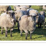 France, Somme (80), Baie de Somme, Le Crotoy, moutons de prés-salés en baie de Somme au printemps; à cette époque de l'année, les moutons ont encore leur laine et les agneaux sont encore de petite taille; quelques chèvres accompagnent le troupeau pour le guider dans les mollières // France, Somme (80), Bay of the Somme, Le Crotoy, salt-meadow sheep in the Bay of Somme in spring; at this time of year, sheep still have their wool and lambs are still small; a few goats accompany the flock to guide him in the meadows