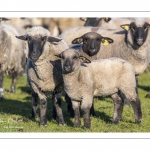 France, Somme (80), Baie de Somme, Le Crotoy, moutons de prés-salés en baie de Somme au printemps; à cette époque de l'année, les moutons ont encore leur laine et les agneaux sont encore de petite taille; quelques chèvres accompagnent le troupeau pour le guider dans les mollières // France, Somme (80), Bay of the Somme, Le Crotoy, salt-meadow sheep in the Bay of Somme in spring; at this time of year, sheep still have their wool and lambs are still small; a few goats accompany the flock to guide him in the meadows