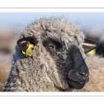 France, Somme (80), Baie de Somme, Le Crotoy, moutons de prés-salés en baie de Somme au printemps; à cette époque de l'année, les moutons ont encore leur laine et les agneaux sont encore de petite taille; quelques chèvres accompagnent le troupeau pour le guider dans les mollières // France, Somme (80), Bay of the Somme, Le Crotoy, salt-meadow sheep in the Bay of Somme in spring; at this time of year, sheep still have their wool and lambs are still small; a few goats accompany the flock to guide him in the meadows