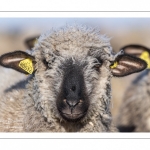 France, Somme (80), Baie de Somme, Le Crotoy, moutons de prés-salés en baie de Somme au printemps; à cette époque de l'année, les moutons ont encore leur laine et les agneaux sont encore de petite taille; quelques chèvres accompagnent le troupeau pour le guider dans les mollières // France, Somme (80), Bay of the Somme, Le Crotoy, salt-meadow sheep in the Bay of Somme in spring; at this time of year, sheep still have their wool and lambs are still small; a few goats accompany the flock to guide him in the meadows