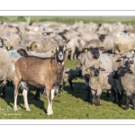 France, Somme (80), Baie de Somme, Le Crotoy, moutons de prés-salés en baie de Somme au printemps; à cette époque de l'année, les moutons ont encore leur laine et les agneaux sont encore de petite taille; quelques chèvres accompagnent le troupeau pour le guider dans les mollières // France, Somme (80), Bay of the Somme, Le Crotoy, salt-meadow sheep in the Bay of Somme in spring; at this time of year, sheep still have their wool and lambs are still small; a few goats accompany the flock to guide him in the meadows