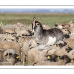 France, Somme (80), Baie de Somme, Le Crotoy, moutons de prés-salés en baie de Somme au printemps; à cette époque de l'année, les moutons ont encore leur laine et les agneaux sont encore de petite taille; quelques chèvres accompagnent le troupeau pour le guider dans les mollières // France, Somme (80), Bay of the Somme, Le Crotoy, salt-meadow sheep in the Bay of Somme in spring; at this time of year, sheep still have their wool and lambs are still small; a few goats accompany the flock to guide him in the meadows