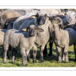 France, Somme (80), Baie de Somme, Le Crotoy, moutons de prés-salés en baie de Somme au printemps; à cette époque de l'année, les moutons ont encore leur laine et les agneaux sont encore de petite taille; quelques chèvres accompagnent le troupeau pour le guider dans les mollières // France, Somme (80), Bay of the Somme, Le Crotoy, salt-meadow sheep in the Bay of Somme in spring; at this time of year, sheep still have their wool and lambs are still small; a few goats accompany the flock to guide him in the meadows