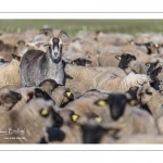 France, Somme (80), Baie de Somme, Le Crotoy, moutons de prés-salés en baie de Somme au printemps; à cette époque de l'année, les moutons ont encore leur laine et les agneaux sont encore de petite taille; quelques chèvres accompagnent le troupeau pour le guider dans les mollières // France, Somme (80), Bay of the Somme, Le Crotoy, salt-meadow sheep in the Bay of Somme in spring; at this time of year, sheep still have their wool and lambs are still small; a few goats accompany the flock to guide him in the meadows