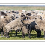 France, Somme (80), Baie de Somme, Le Crotoy, moutons de prés-salés en baie de Somme au printemps; à cette époque de l'année, les moutons ont encore leur laine et les agneaux sont encore de petite taille; quelques chèvres accompagnent le troupeau pour le guider dans les mollières // France, Somme (80), Bay of the Somme, Le Crotoy, salt-meadow sheep in the Bay of Somme in spring; at this time of year, sheep still have their wool and lambs are still small; a few goats accompany the flock to guide him in the meadows