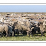 France, Somme (80), Baie de Somme, Le Crotoy, moutons de prés-salés en baie de Somme au printemps; à cette époque de l'année, les moutons ont encore leur laine et les agneaux sont encore de petite taille; quelques chèvres accompagnent le troupeau pour le guider dans les mollières // France, Somme (80), Bay of the Somme, Le Crotoy, salt-meadow sheep in the Bay of Somme in spring; at this time of year, sheep still have their wool and lambs are still small; a few goats accompany the flock to guide him in the meadows