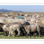 France, Somme (80), Baie de Somme, Le Crotoy, moutons de prés-salés en baie de Somme au printemps; à cette époque de l'année, les moutons ont encore leur laine et les agneaux sont encore de petite taille; quelques chèvres accompagnent le troupeau pour le guider dans les mollières // France, Somme (80), Bay of the Somme, Le Crotoy, salt-meadow sheep in the Bay of Somme in spring; at this time of year, sheep still have their wool and lambs are still small; a few goats accompany the flock to guide him in the meadows