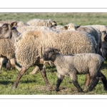 France, Somme (80), Baie de Somme, Le Crotoy, moutons de prés-salés en baie de Somme au printemps; à cette époque de l'année, les moutons ont encore leur laine et les agneaux sont encore de petite taille; quelques chèvres accompagnent le troupeau pour le guider dans les mollières // France, Somme (80), Bay of the Somme, Le Crotoy, salt-meadow sheep in the Bay of Somme in spring; at this time of year, sheep still have their wool and lambs are still small; a few goats accompany the flock to guide him in the meadows