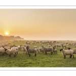 Moutons de pré salés en baie de Somme