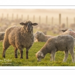 Moutons de pré salés en baie de Somme