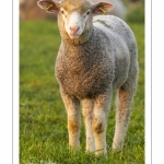 Moutons de pré salés en baie de Somme