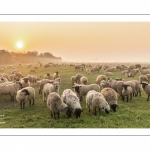 Moutons de pré salés en baie de Somme