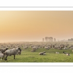 Moutons de pré salés en baie de Somme