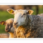 Moutons de pré salés en baie de Somme