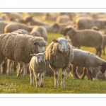 Moutons de pré salés en baie de Somme