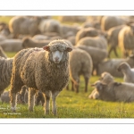 Moutons de pré salés en baie de Somme