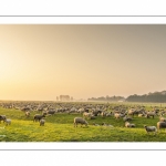 Moutons de pré salés en baie de Somme