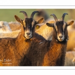 Moutons de pré salés en baie de Somme