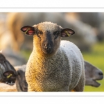 Moutons de pré salés en baie de Somme