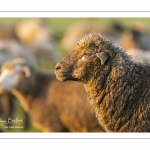 Moutons de pré salés en baie de Somme