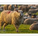 Moutons de pré salés en baie de Somme