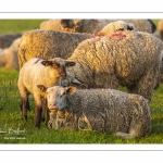 Moutons de pré salés en baie de Somme